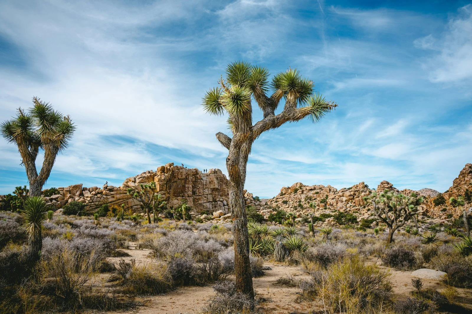 Joshua Tree seen from above